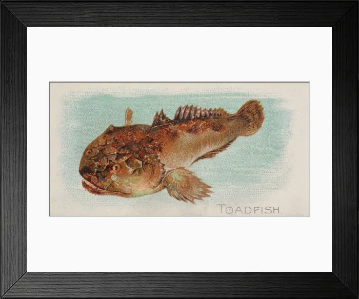 Framed Print : Toadfish, from the Fish from American Waters series (N8) for Allen & Framed Print : Toadfish, from the Fish from American Waters series (N8) for Allen &