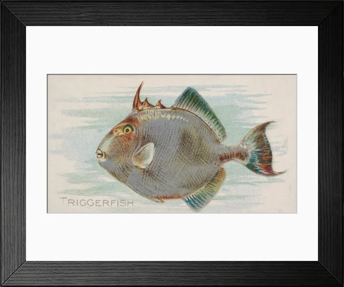 Framed Print : Triggerfish, from the Fish from American Waters series (N8) for Allen &amp