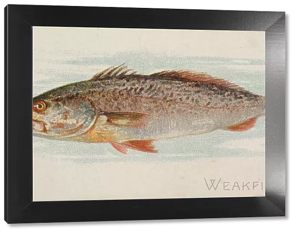Weakfish, from the Fish from American Waters series (N8) for Allen &