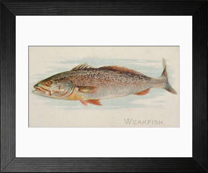Framed Print : Weakfish, from the Fish from American Waters series (N8) for Allen & Framed Print : Weakfish, from the Fish from American Waters series (N8) for Allen &
