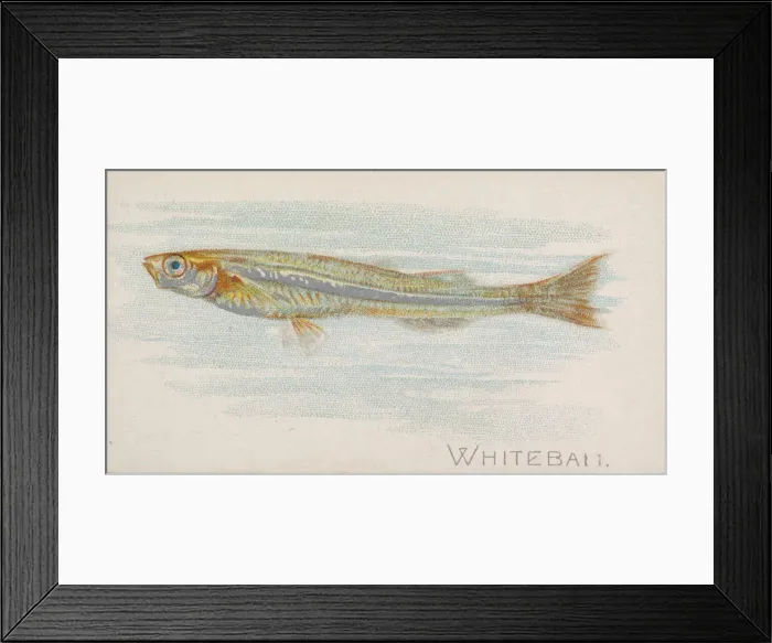 Framed Print : Whitebait, from the Fish from American Waters series (N8) for Allen &amp