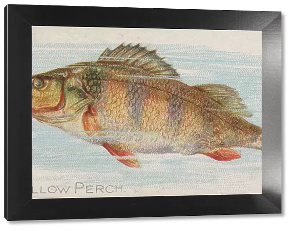 Yellow Perch, from the Fish from American Waters series (N8) for Allen &