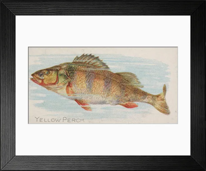 Framed Print : Yellow Perch, from the Fish from American Waters series (N8) for Allen & Framed Print : Yellow Perch, from the Fish from American Waters series (N8) for Allen &