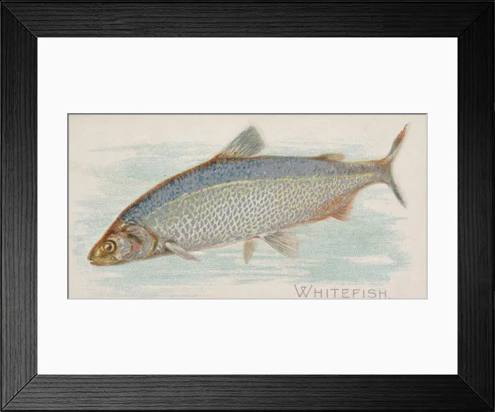 Framed Print : Whitefish, from the Fish from American Waters series (N8) for Allen & Framed Print : Whitefish, from the Fish from American Waters series (N8) for Allen &