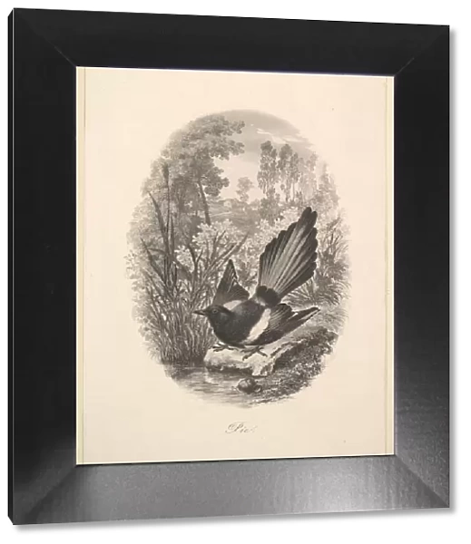 Magpie, 1843. Creator: Charles Francois Daubigny