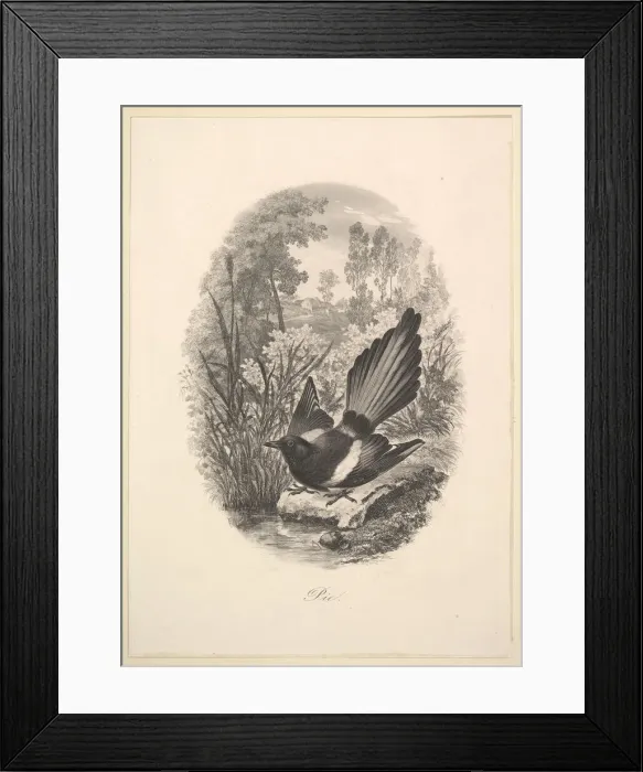 Framed Print : Magpie, 1843. Creator: Charles Francois Daubigny Framed Print : Magpie, 1843. Creator: Charles Francois Daubigny