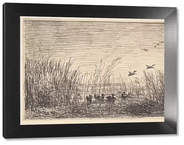 Ducks in the Marshes, [1862], reprinted 1921. Creator: Charles Francois Daubigny