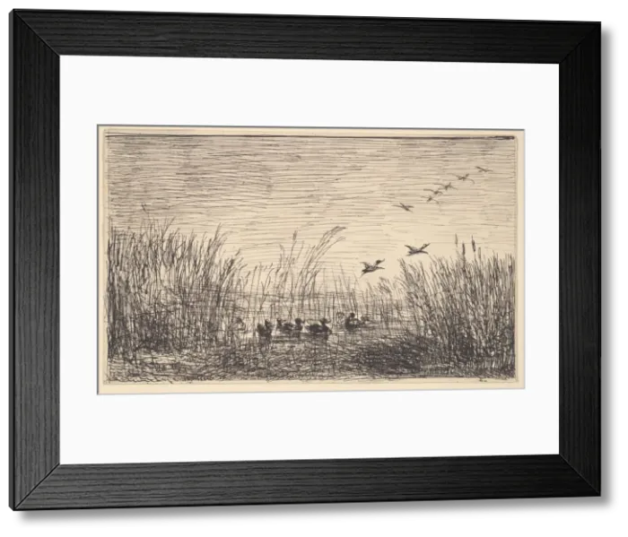 Framed Print : Ducks in the Marshes, [1862], reprinted 1921. Creator: Charles Francois Daubigny
