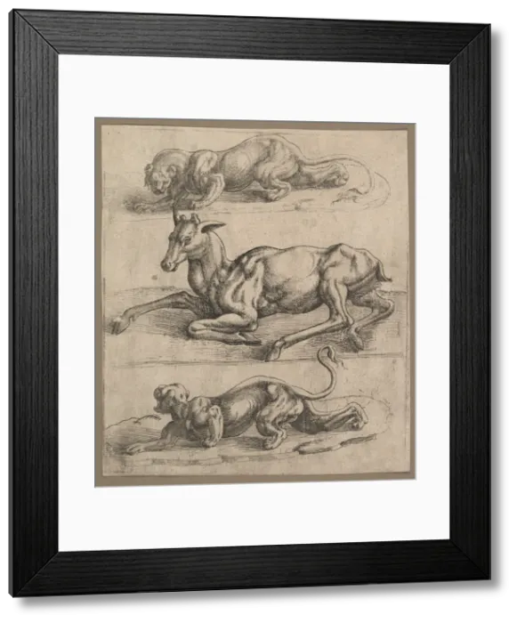 Framed Print : A Doe and Two Lionesses, ca. 1540. Creator: Attributed to Jan Cornelisz Vermeyen Framed Print : A Doe and Two Lionesses, ca. 1540. Creator: Attributed to Jan Cornelisz Vermeyen