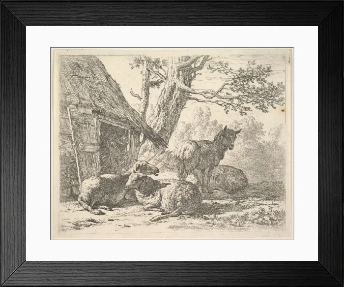 Framed Print : Four sheep, one sheep stands among three others lying on the ground next to a shed with Framed Print : Four sheep, one sheep stands among three others lying on the ground next to a shed with