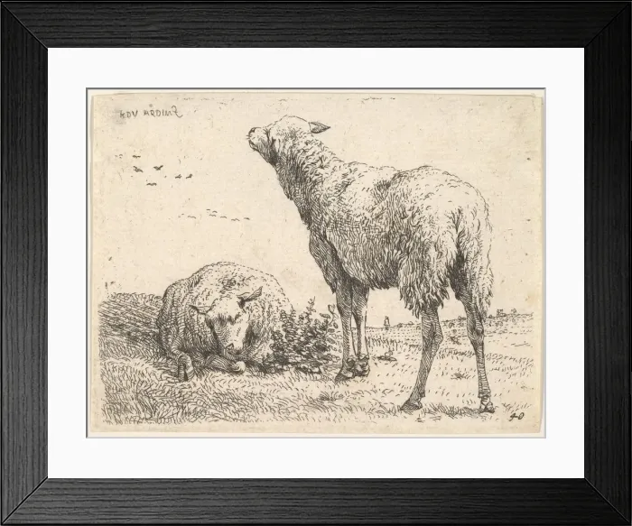 Framed Print : Two sheep, one shown frontally in a reclining position with its legs folded underneath Framed Print : Two sheep, one shown frontally in a reclining position with its legs folded underneath