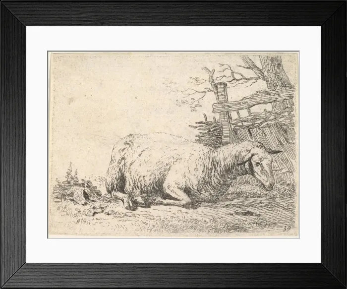 Framed Print : A sheep lying with its legs folded underneath its body next to a wooden fence, the she Framed Print : A sheep lying with its legs folded underneath its body next to a wooden fence, the she