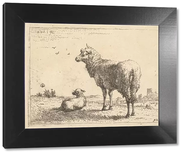 A mature sheep in three-quarters view standing and looking left, beside it a lamb lies