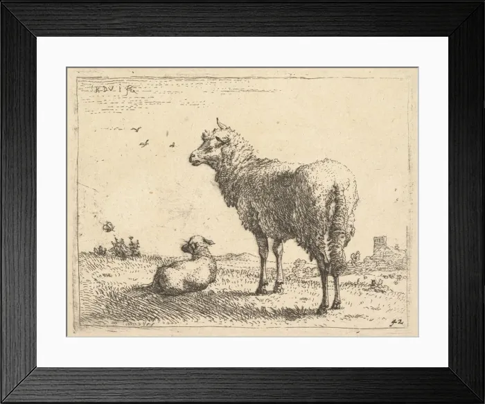 Framed Print : A mature sheep in three-quarters view standing and looking left, beside it a lamb lies Framed Print : A mature sheep in three-quarters view standing and looking left, beside it a lamb lies