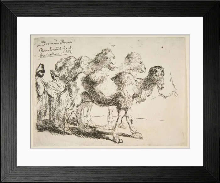 Framed Print : Three Dromedaries. n. d. Creator: Unknown Framed Print : Three Dromedaries. n. d. Creator: Unknown