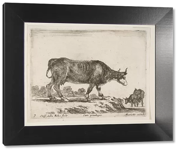 Plate 7: ox, from Various animals (Diversi animali), ca. 1641