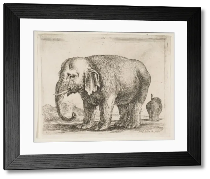 Framed Print : Plate 10: elephant, from Various animals (Diversi animali), ca. 1641 Framed Print : Plate 10: elephant, from Various animals (Diversi animali), ca. 1641