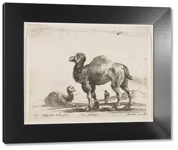 Plate 17: camels, from Various animals (Diversi animali), ca. 1641