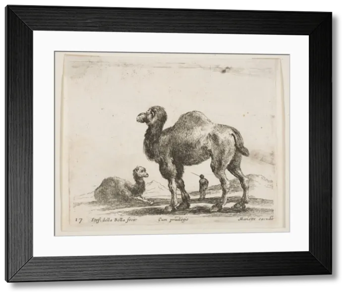 Framed Print : Plate 17: camels, from Various animals (Diversi animali), ca. 1641