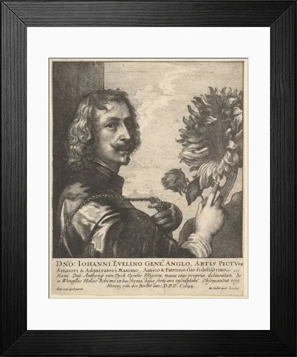Framed Print : Sir Anthony van Dyck with a sunflower, 1644. Creator: Wenceslaus Hollar Framed Print : Sir Anthony van Dyck with a sunflower, 1644. Creator: Wenceslaus Hollar