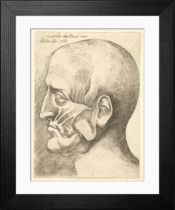 Framed Print : Ecorche head of a man in profile to left, 1660. Creator: Wenceslaus Hollar
