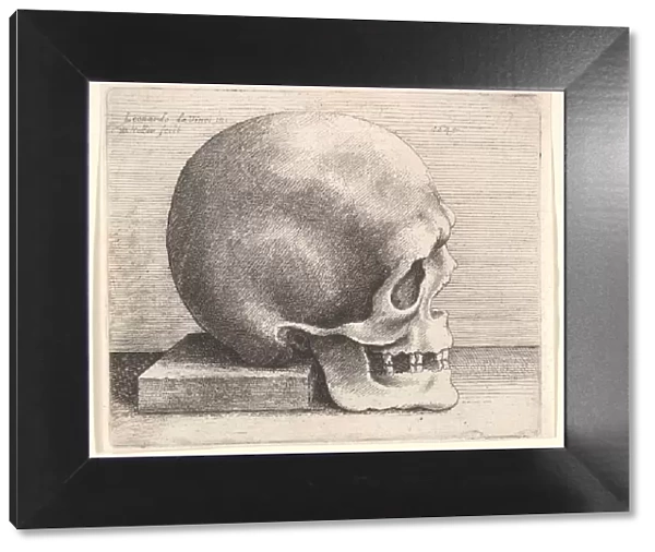 Skull in profile to right, 1645. Creator: Wenceslaus Hollar
