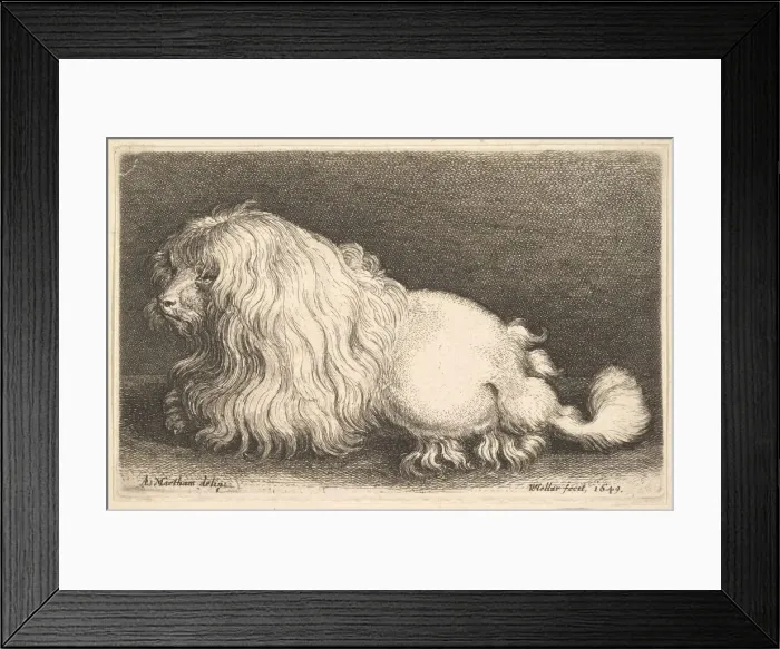 Framed Print : White dog, 1649. Creator: Wenceslaus Hollar Framed Print : White dog, 1649. Creator: Wenceslaus Hollar