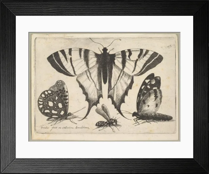 Framed Print : Three Butterflies and a Wasp, 1646. Creator: Wenceslaus Hollar Framed Print : Three Butterflies and a Wasp, 1646. Creator: Wenceslaus Hollar