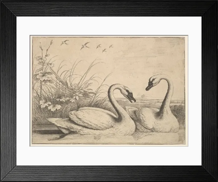 Framed Print : Two Swans, 1654-58. Creator: Wenceslaus Hollar Framed Print : Two Swans, 1654-58. Creator: Wenceslaus Hollar