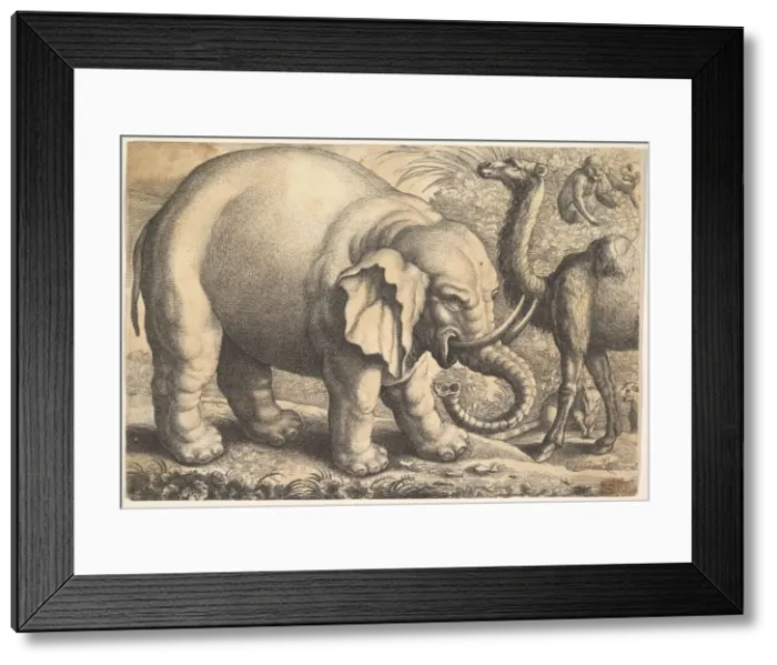 Framed Print : Elephant and Camel, 17th century (?). Creator: Wenceslaus Hollar Framed Print : Elephant and Camel, 17th century (?). Creator: Wenceslaus Hollar