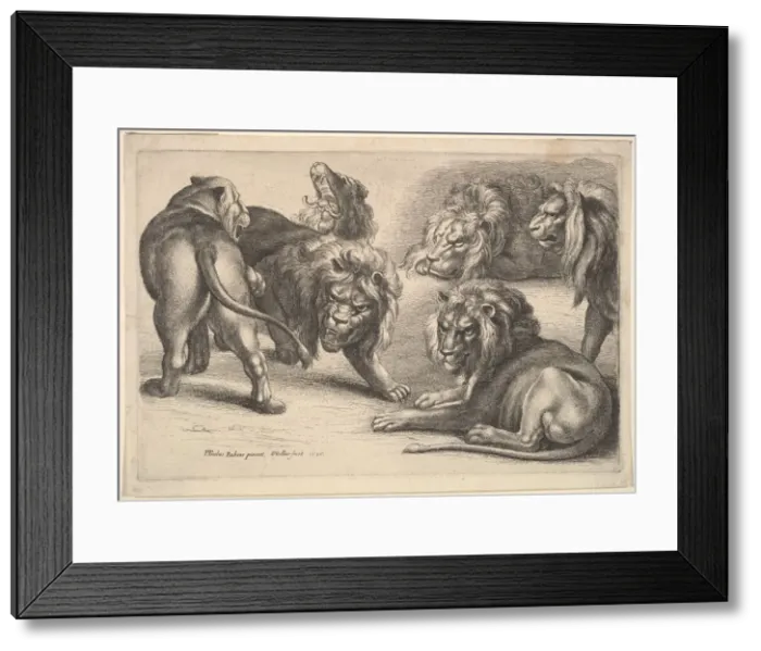 Framed Print : Five Lions and a Lioness, 1646. Creator: Wenceslaus Hollar Framed Print : Five Lions and a Lioness, 1646. Creator: Wenceslaus Hollar