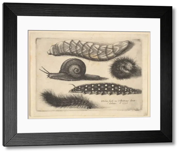 Framed Print : Four Caterpillars and a Snail, 1646. Creator: Wenceslaus Hollar Framed Print : Four Caterpillars and a Snail, 1646. Creator: Wenceslaus Hollar