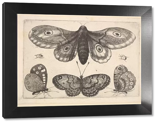 A moth, three butterflies and two beetles, 1646. Creator: Wenceslaus Hollar