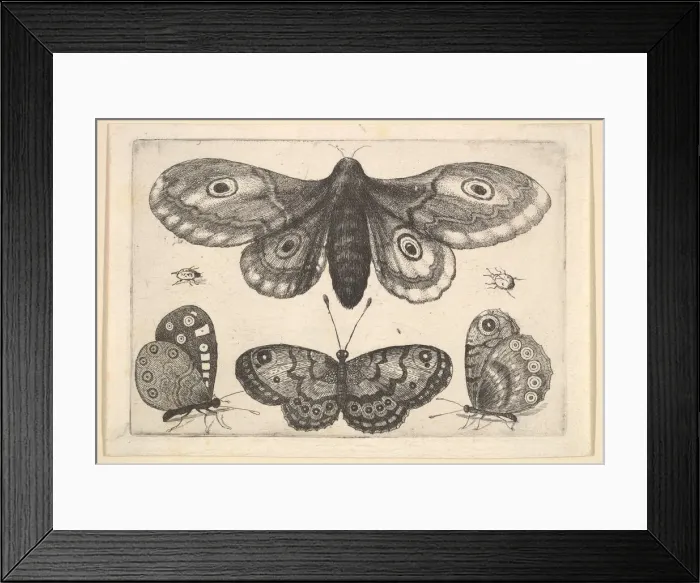 Framed Print : A moth, three butterflies and two beetles, 1646. Creator: Wenceslaus Hollar Framed Print : A moth, three butterflies and two beetles, 1646. Creator: Wenceslaus Hollar