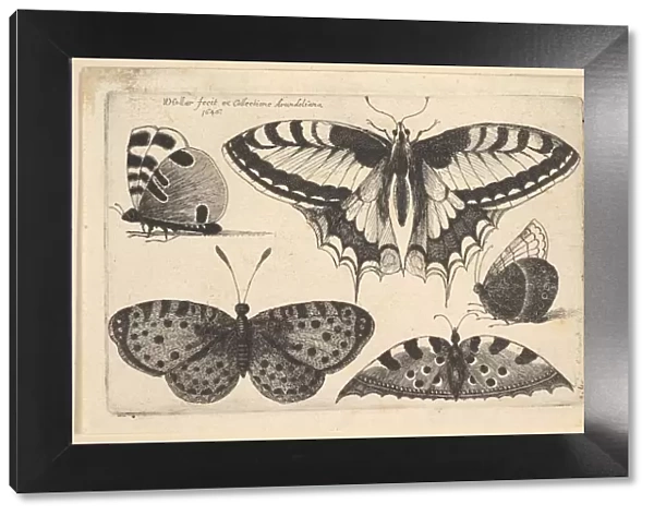 Five Butterflies, 1646. Creator: Wenceslaus Hollar