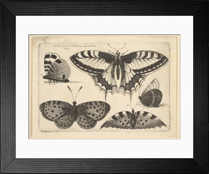Framed Print : Five Butterflies, 1646. Creator: Wenceslaus Hollar Framed Print : Five Butterflies, 1646. Creator: Wenceslaus Hollar