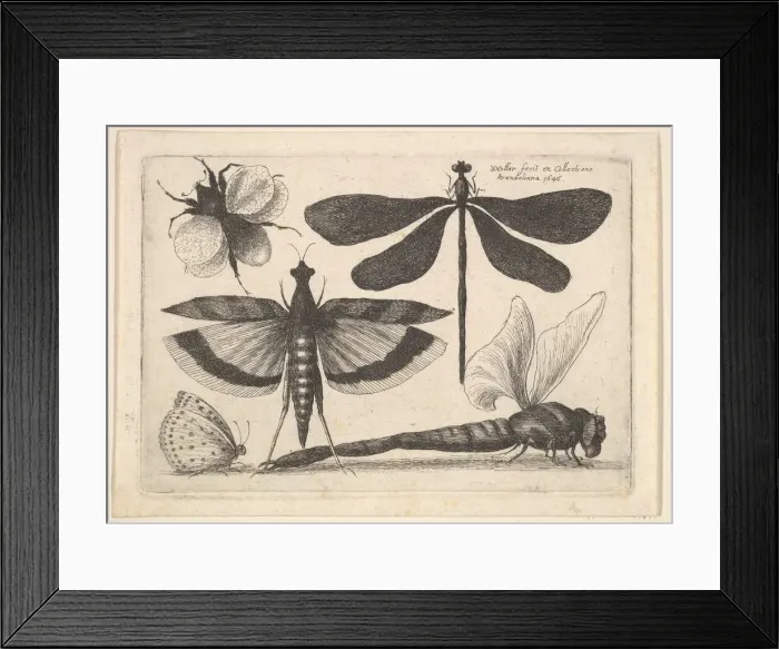 Framed Print : Dragonflies and a bumble bee, 1646. Creator: Wenceslaus Hollar Framed Print : Dragonflies and a bumble bee, 1646. Creator: Wenceslaus Hollar