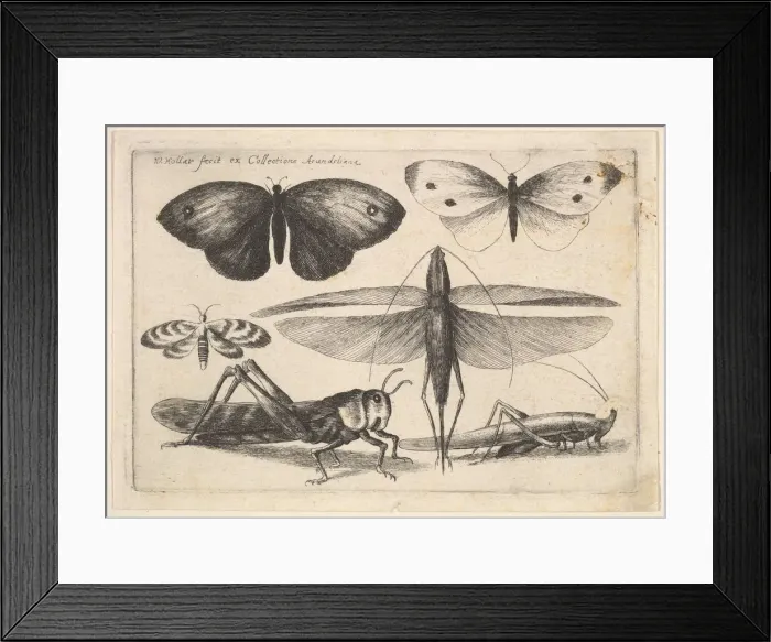 Framed Print : Six insects, 1646. Creator: Wenceslaus Hollar Framed Print : Six insects, 1646. Creator: Wenceslaus Hollar