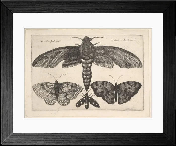 Framed Print : Moth and three butterflies, 1646. Creator: Wenceslaus Hollar Framed Print : Moth and three butterflies, 1646. Creator: Wenceslaus Hollar