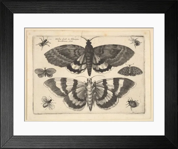 Framed Print : Two moths and six Insects, 1645. Creator: Wenceslaus Hollar Framed Print : Two moths and six Insects, 1645. Creator: Wenceslaus Hollar