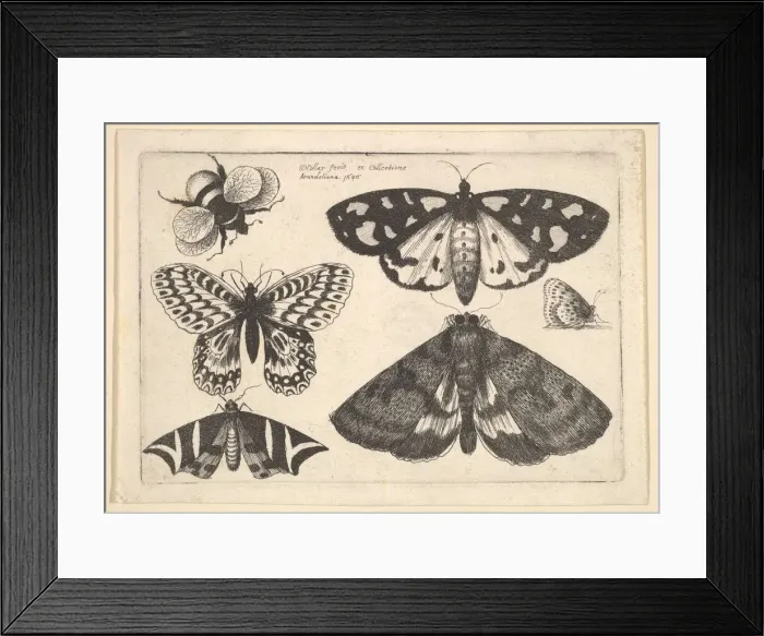 Framed Print : Three moths, two butterflies and a bumble bee, 1646. Creator: Wenceslaus Hollar Framed Print : Three moths, two butterflies and a bumble bee, 1646. Creator: Wenceslaus Hollar