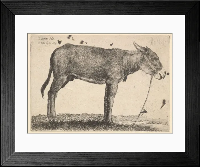 Framed Print : Donkey, 1649. Creator: Wenceslaus Hollar Framed Print : Donkey, 1649. Creator: Wenceslaus Hollar