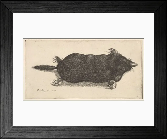 Framed Print : Dead Mole, 1646. Creator: Wenceslaus Hollar Framed Print : Dead Mole, 1646. Creator: Wenceslaus Hollar