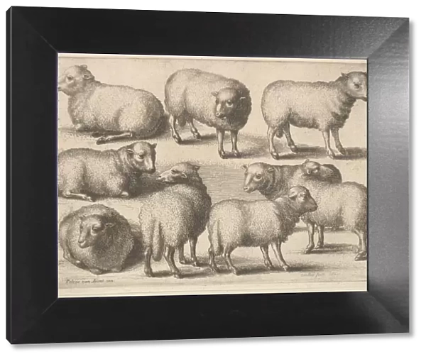 Nine sheep, 1646. Creator: Wenceslaus Hollar