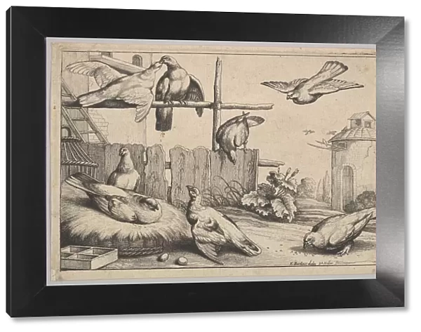 Eight doves, 1625-77. Creator: Wenceslaus Hollar