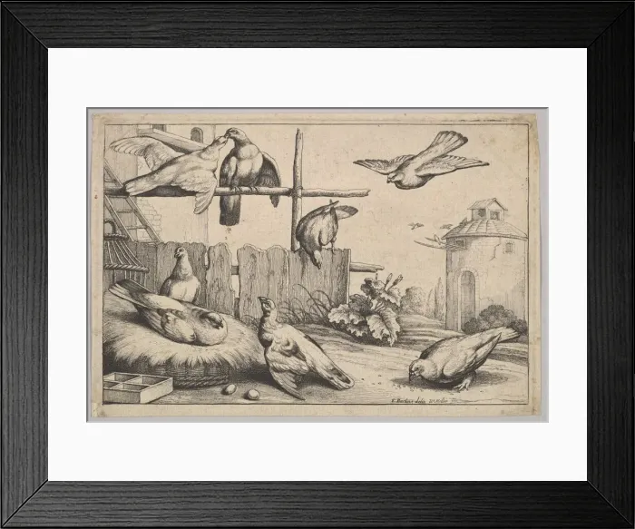 Framed Print : Eight doves, 1625-77. Creator: Wenceslaus Hollar Framed Print : Eight doves, 1625-77. Creator: Wenceslaus Hollar