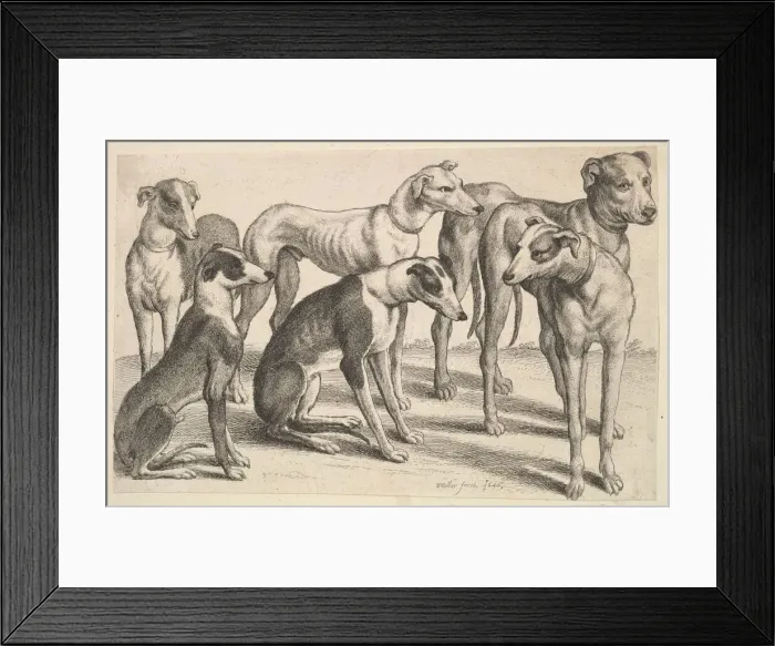 Framed Print : Six Hounds, 1646. Creator: Wenceslaus Hollar Framed Print : Six Hounds, 1646. Creator: Wenceslaus Hollar