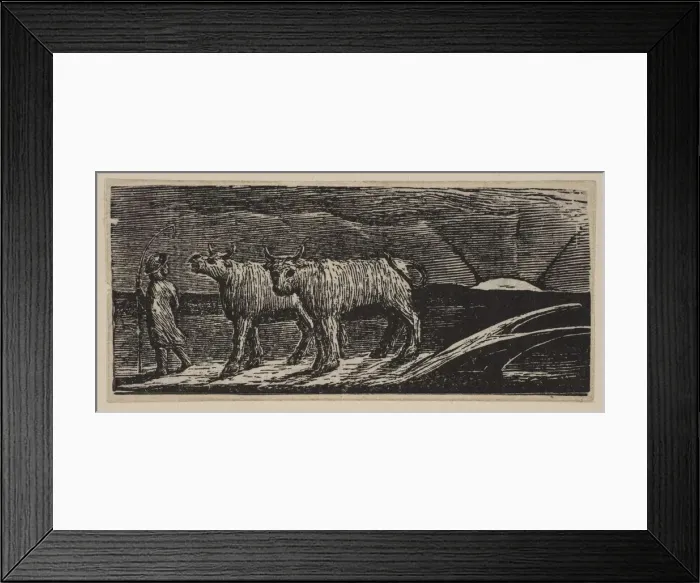 Framed Print : Unyok d Heifers, Loitering Homeward, from Thorntons Pastorals of Virgil, 1821 Framed Print : Unyok d Heifers, Loitering Homeward, from Thorntons Pastorals of Virgil, 1821