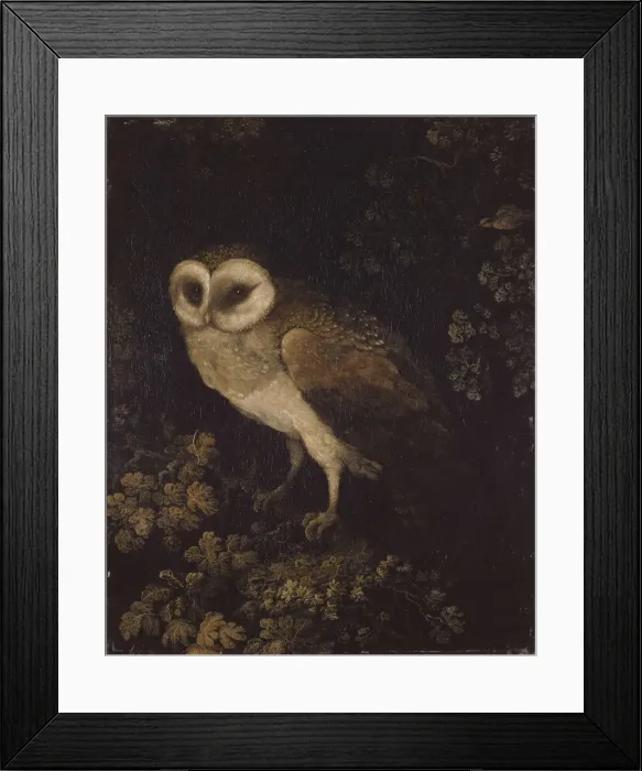 Framed Print : An Owl, 1780-1790. Creator: Moses Haughton Framed Print : An Owl, 1780-1790. Creator: Moses Haughton