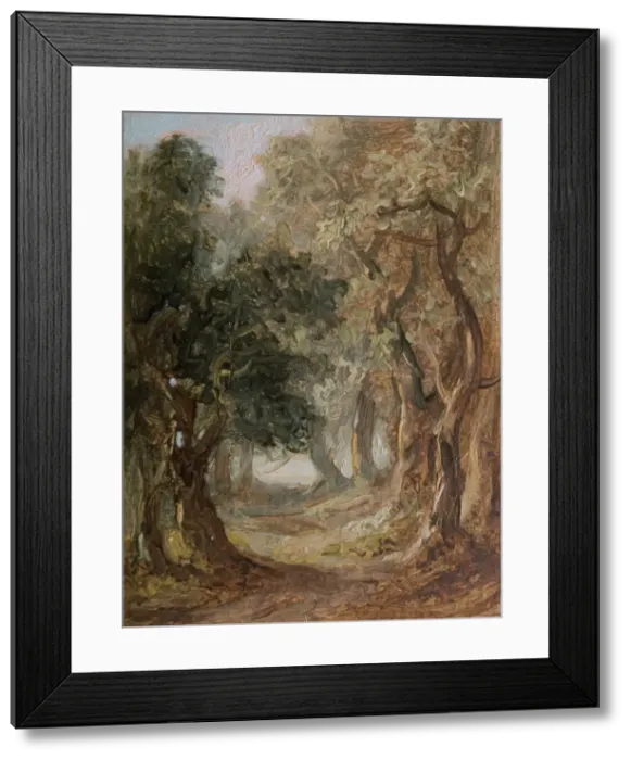 Framed Print : Grove [undated]. Creator: Lines Family